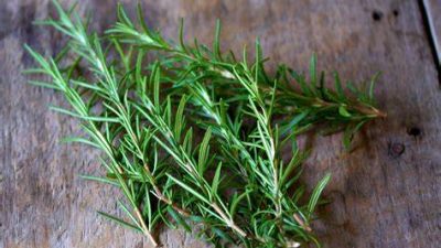 Rosemary