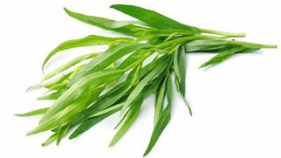 Tarragon