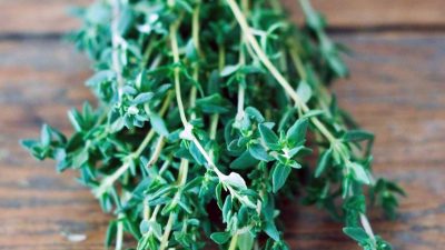 Thyme